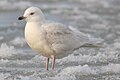 Iceland Gull.