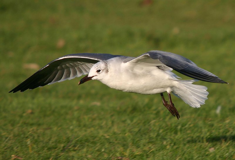 File:Laughing gull Porthmadog.jpg