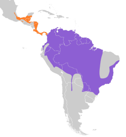 Distribución geográfica del mosquero pirata.