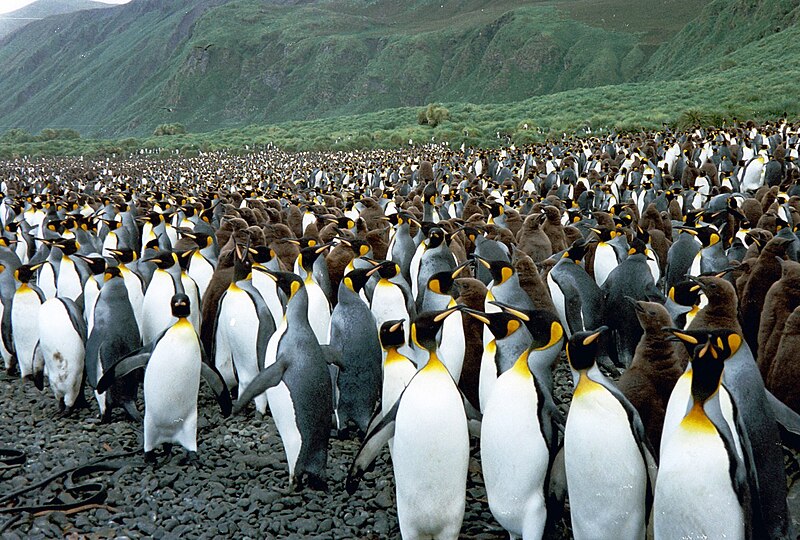 File:MacquarieIslandLusiBAY.JPG