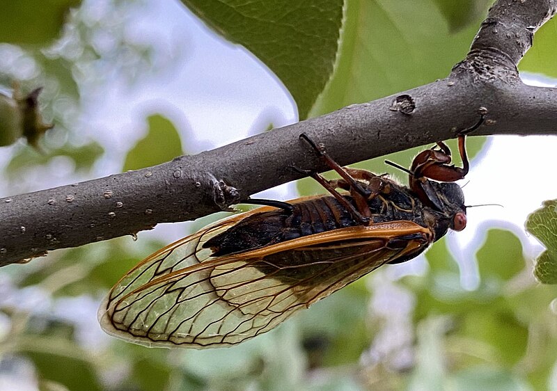 File:Magicicada ovipositing.jpg