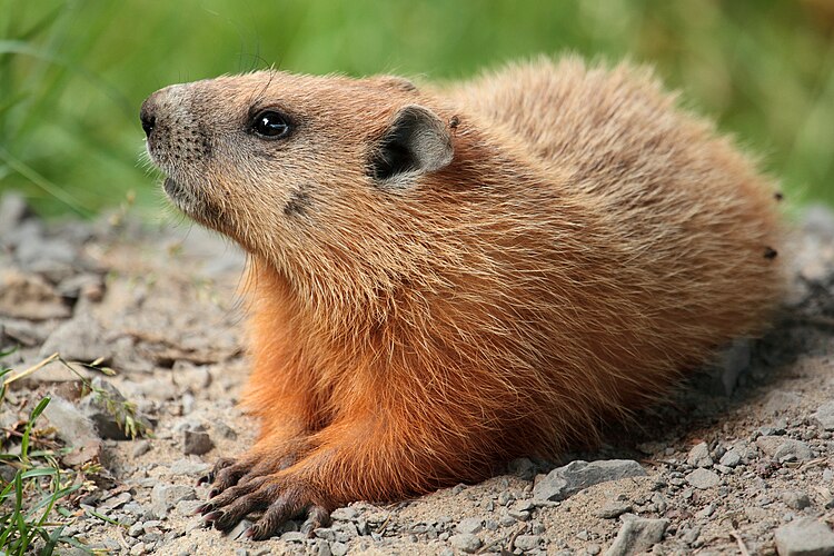 Лесной сурок (Marmota monax)