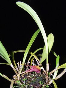 Masdevallia civilis Orchi 01.jpg