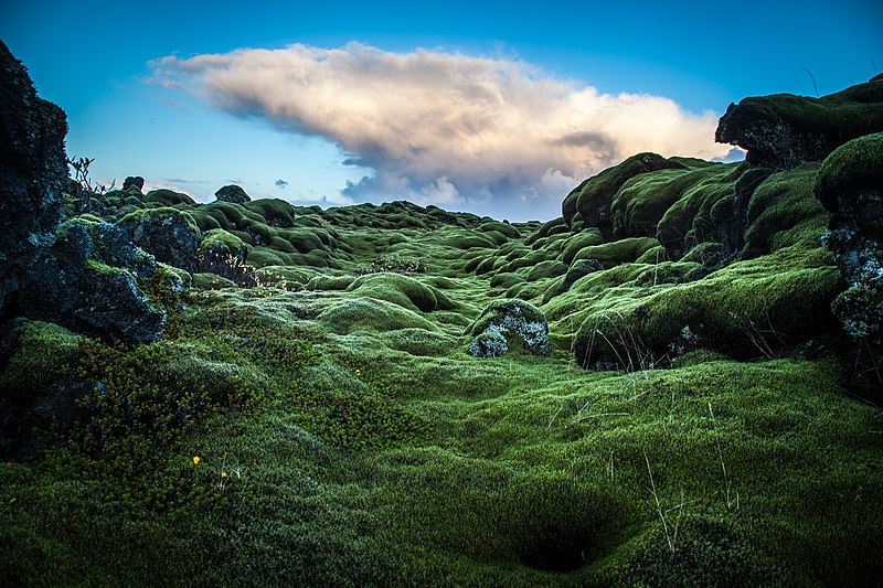 File:Moss in Iceland.jpg