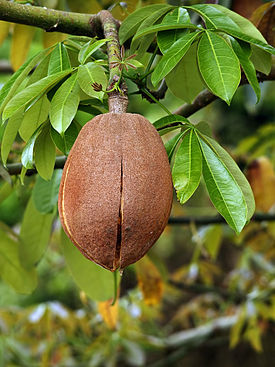 Pachira aquatica fruit