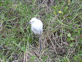 Juvenile western cattle egret on Maui (note black bill)