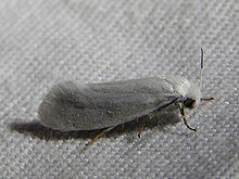 Tegeticula yuccasella 127111539.jpg