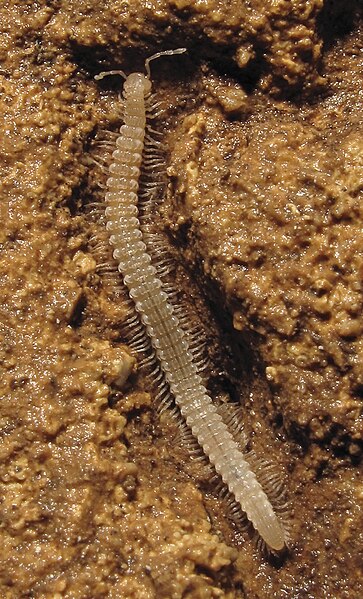 File:Tetracion jonesi 1.jpg