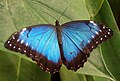 A Morpho peleides (blue morpho) tropical butterfly