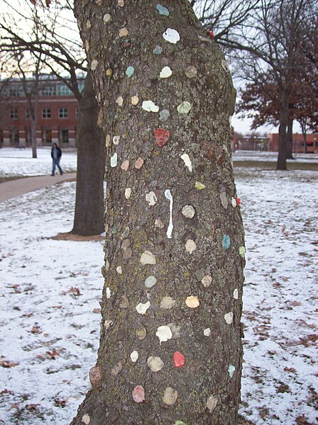 Файл:Truman gum tree.jpg