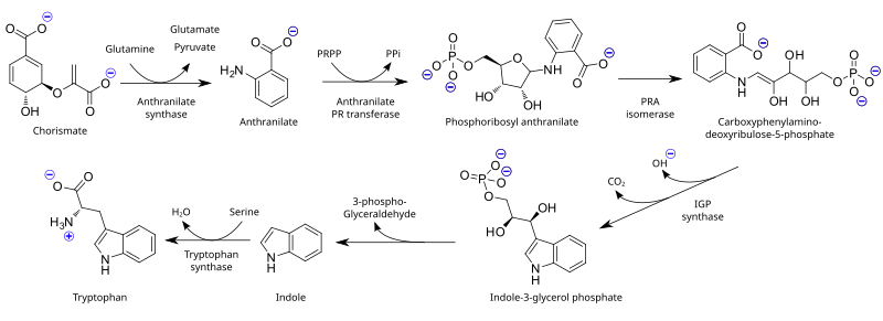 File:Tryptophan biosynthesis (en).svg