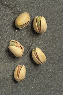 ARS pistachio.jpg