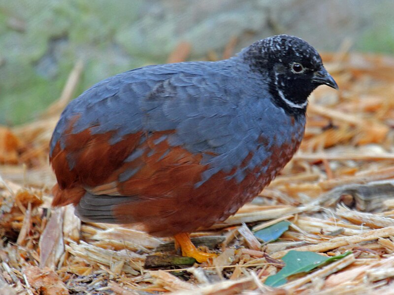 File:Asian Blue Quail RWD.jpg