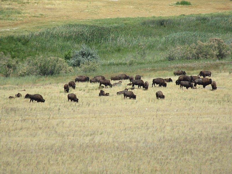 File:BisonHerdAntelopeIslandSP.jpg