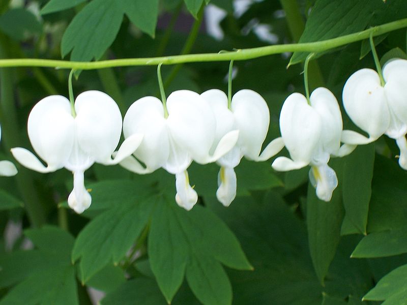 File:Bleeding heart.jpg