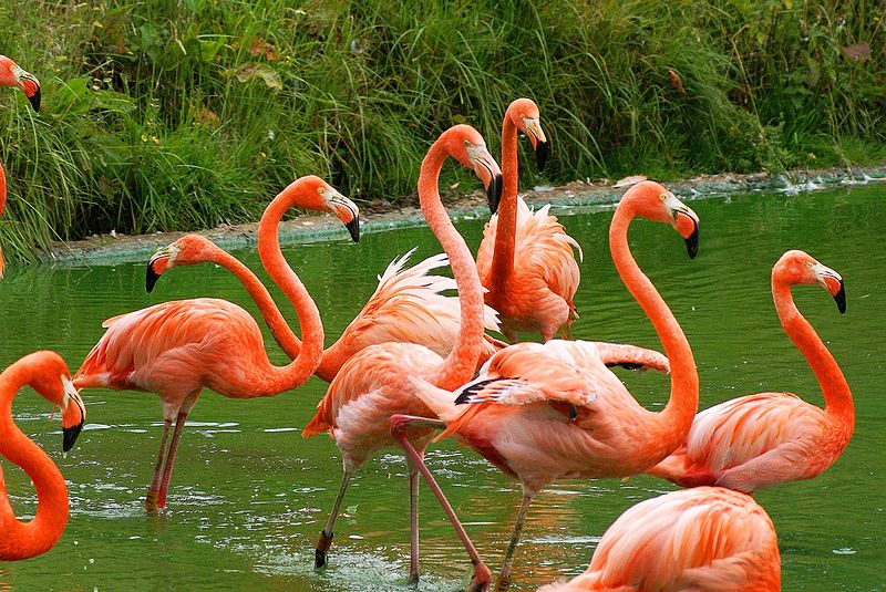 Файл:Caribbean flamingo.jpg