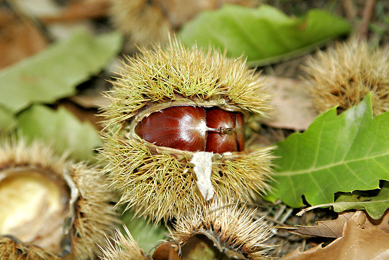 File:Chestnut03.jpg