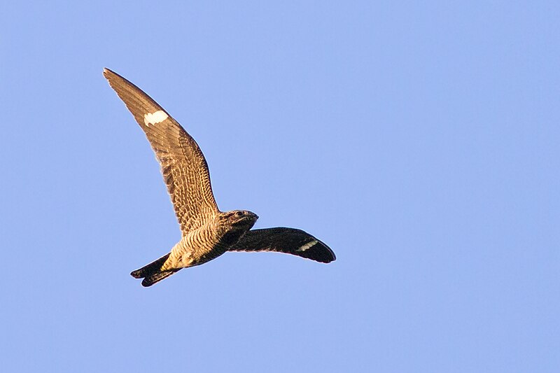 File:Common Nighthawk (20794850681).jpg