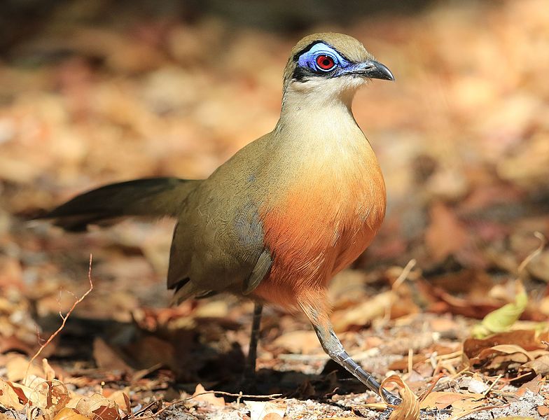 File:Coquerel's Coua, crop.jpg