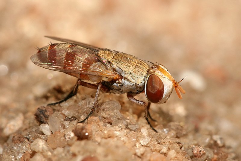 File:Craticulina sp.jpg