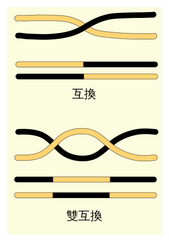 File:Crossover genes zh.svg