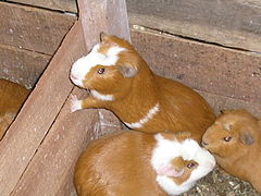 Cuy (Cavia porcellus)