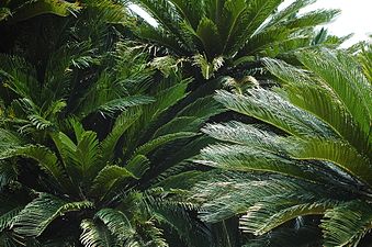 Cycads are found in Hell Creek