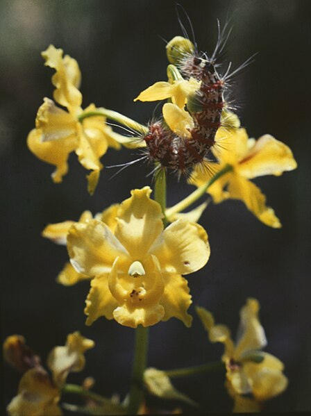 Archivo:Cyrtopodium cristatum - fl.jpg