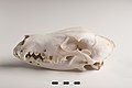 Image 49Lateral view of a dog skull, jaw closed (from Dog anatomy)