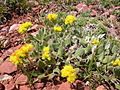 Eriogonum flavum