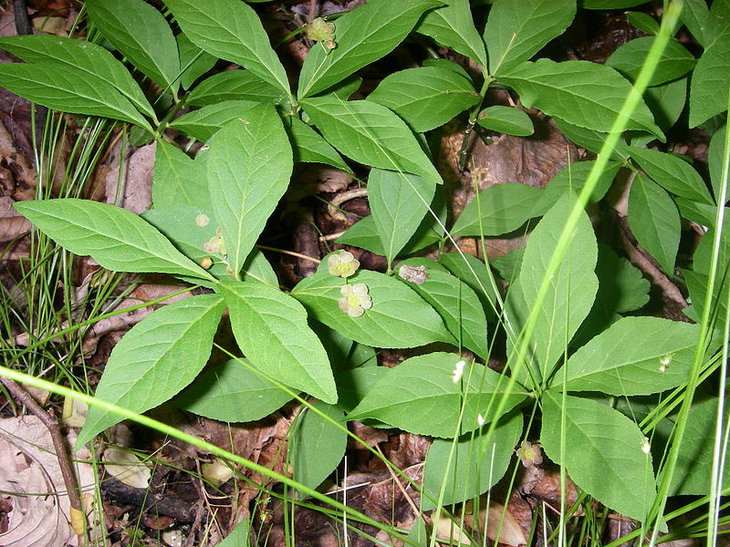 File:Euonymus obovatus.jpg