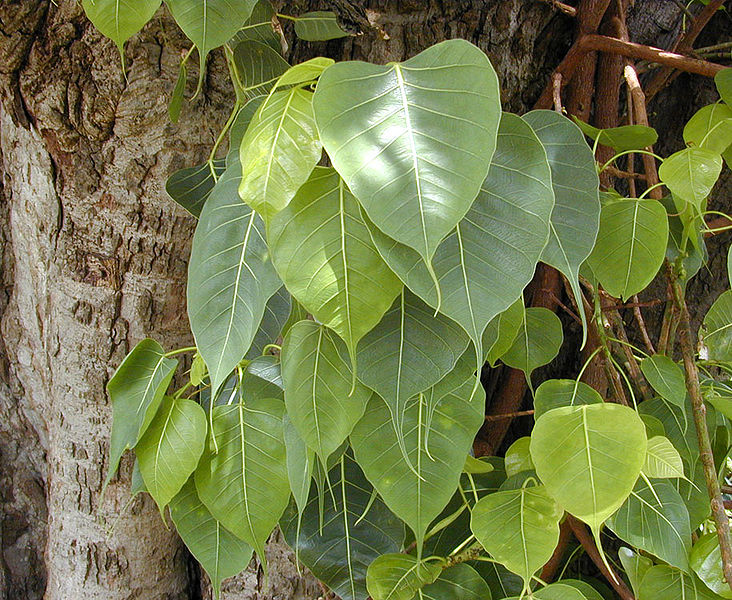 File:Ficus religiosa Bo.jpg