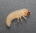 Forked Fungus Beetle, Bolitotherus cornutus (larva)