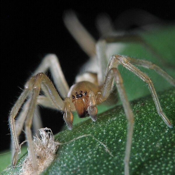 File:Ground-spider-frontal-mze.jpg