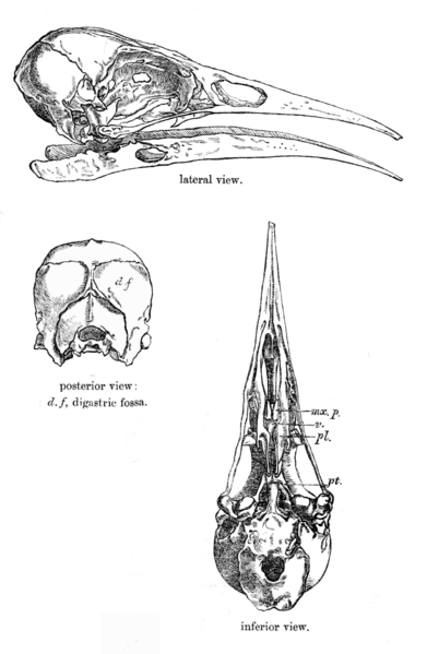 File:Heteralochaskull.png