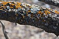 Late Winter Lichen, March 17th 2011, Kelowna, BC Canada (17.9 megapixels)