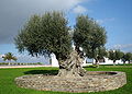 Centuries old olive tree, Portugal