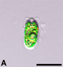 Oogamochlamys kurilensis 1A.png