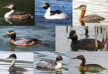 Podiceps Diversity.jpg