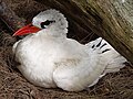 Red-tailed tropicbird