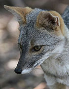 Zorro del desierto (Lycalopex sechurae)