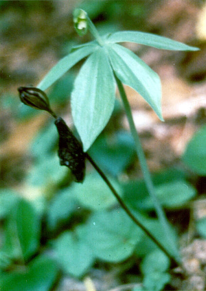 File:Small whorl pogonia.jpg