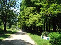 Taxodium distichum (L.) L.C.M. Rich tree, path in Botanical Garden of Craiova