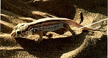 Teratoscincus scincus.jpg