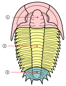 Trilobite sections numbered.svg