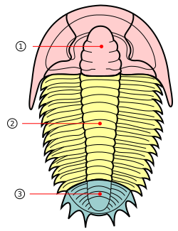 File:Trilobite sections numbered.svg