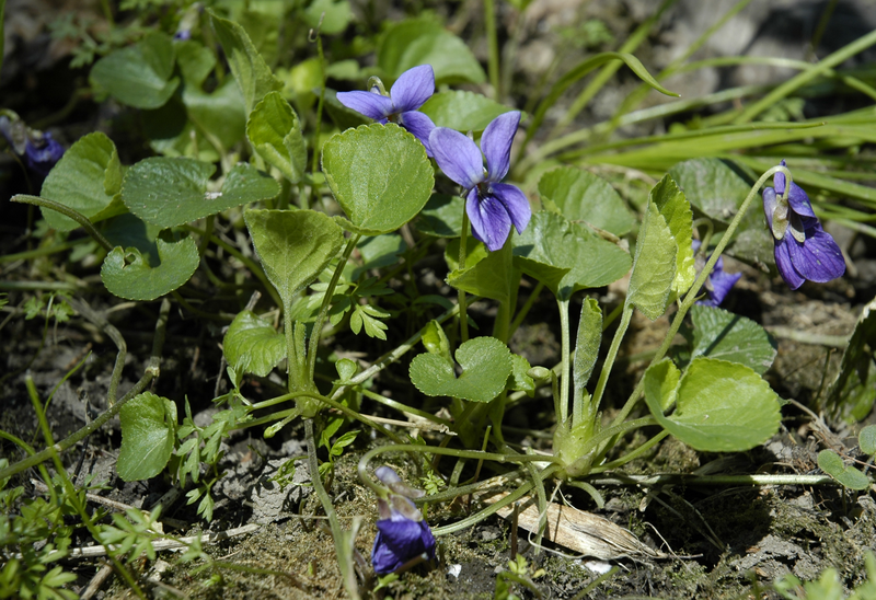 File:Viola odorata whole.png