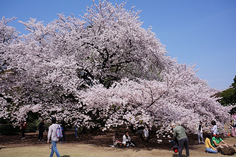 File:Yoshino cherry ソメイヨシノ2.jpg