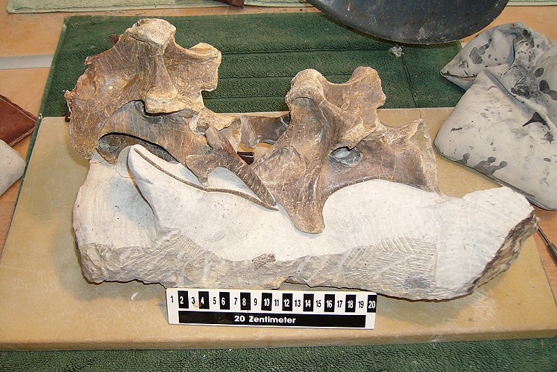 File:Zusammenhaengende Halswirbel Europasaurus.JPG