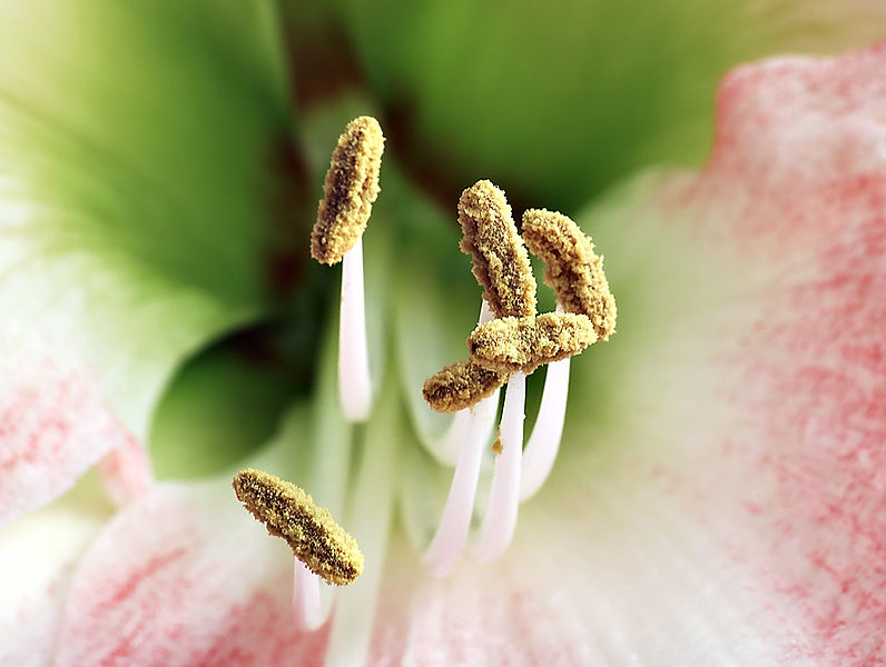 File:Amaryllis stamens aka.jpg